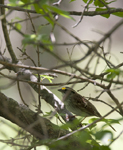 White throated Sparrow2944